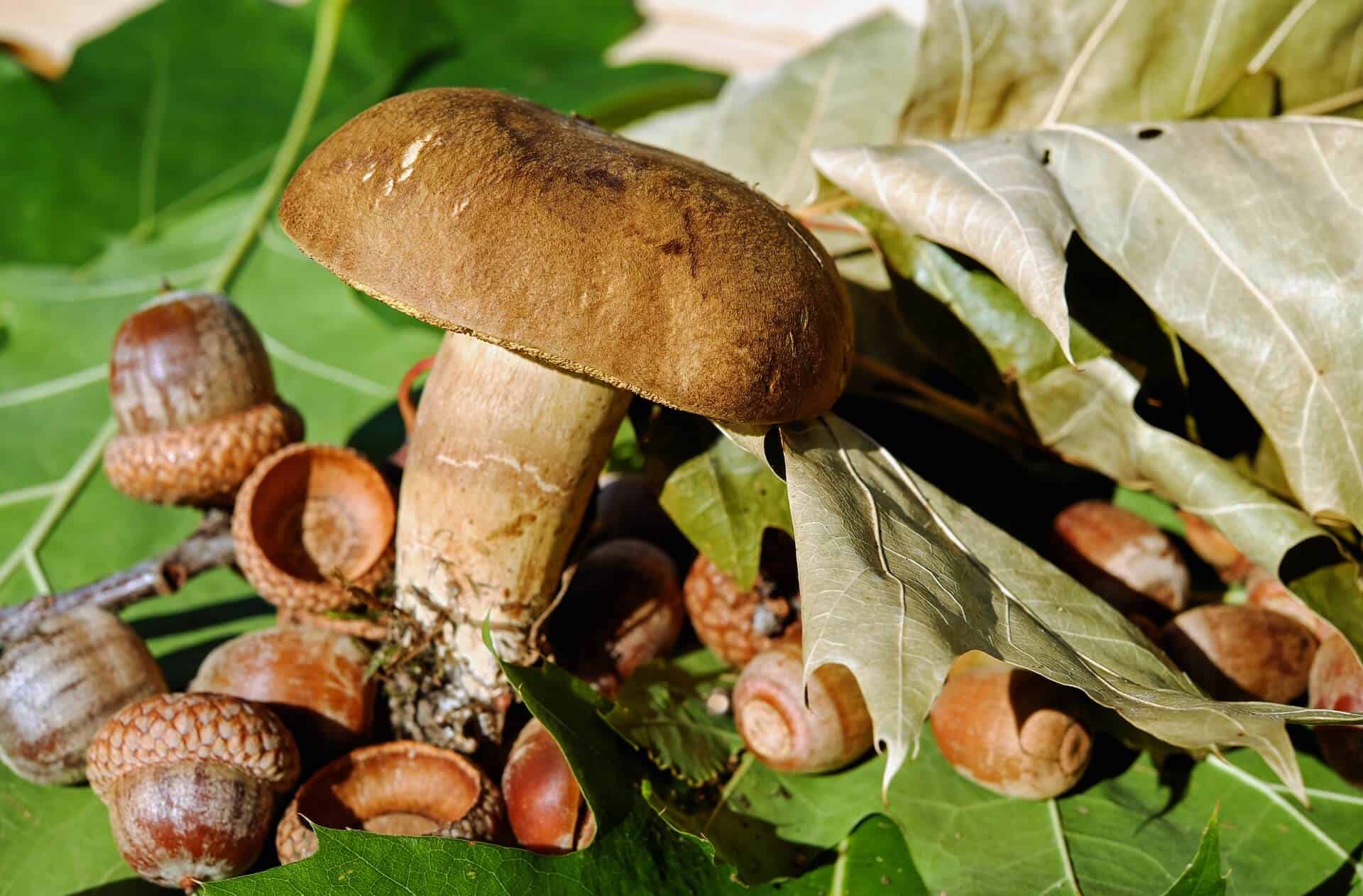 Know the forest fruits and mushrooms