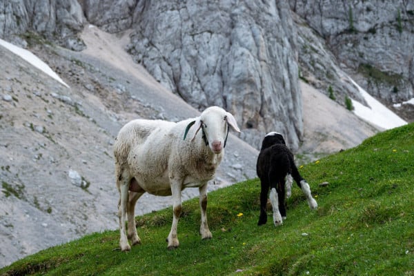 Sheeps in national park