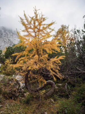 Erjavčeva koča - Slemenova špica - Sleme