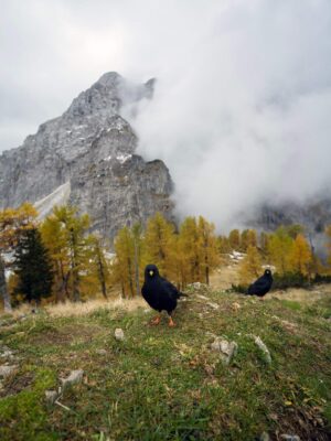 Erjavčeva koča - Slemenova špica - Sleme