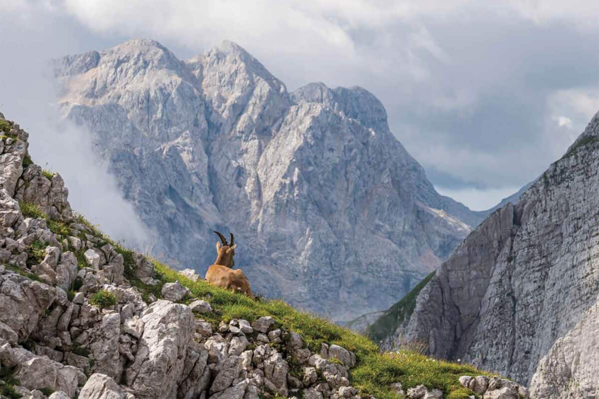 Med gorami 2026 koledar