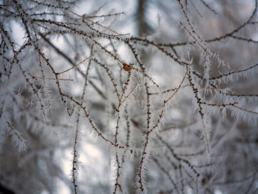 Zakaj pozimi obiskati prelaz Vršič v Sloveniji v bližini Kranjske Gore?